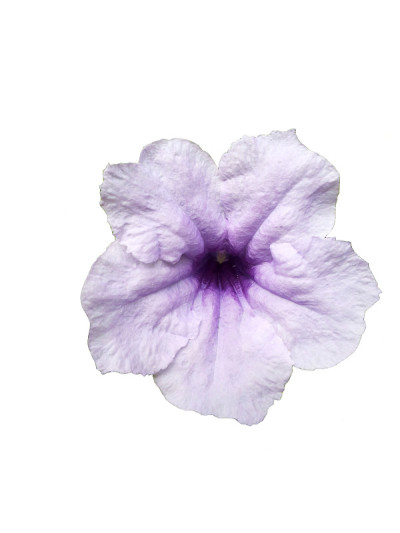 Ruellia tuberosa