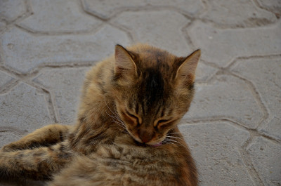 猫