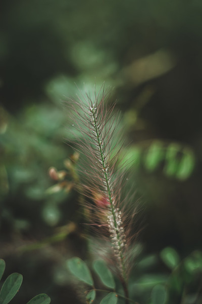 一种绿色的小植物