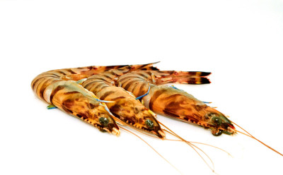 生虎虾孤立