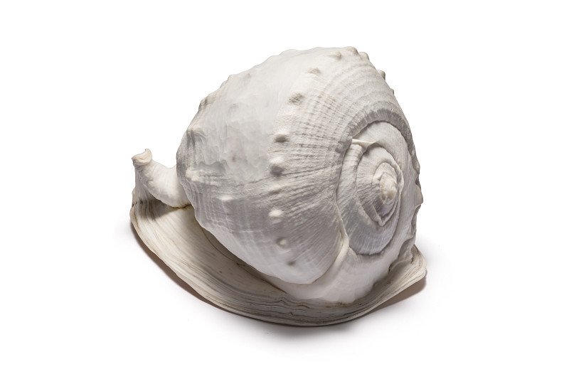贝壳