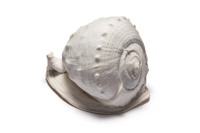 贝壳