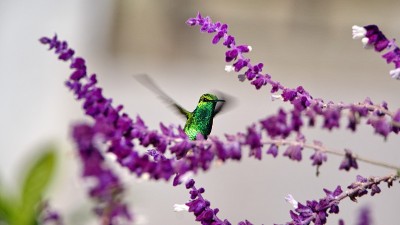 西方翡翠蜂鸟