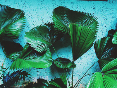热带植物墙背景