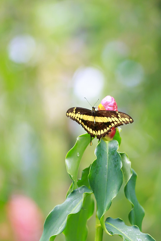 Papilio thoas，国王或燕尾蝶休息