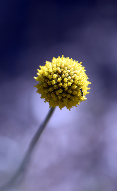 近距离的一个澳大利亚本土的黄比利钮花头，Pycnosorus globosus，雏菊科菊科