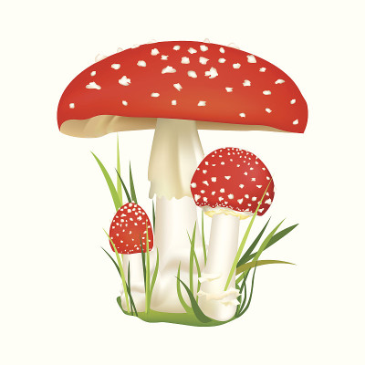 红色的毒蘑菇。毒蘑菇蘑菇标签。