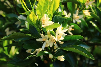 森林，Hallasan，山谷，石头，苔藓门，苔藓楼梯，苔藓，寺庙，Hyonom，