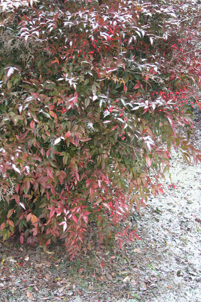 白雪覆盖的红浆果天竹。