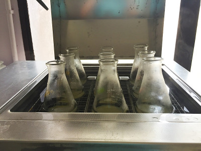 煮熟的细菌纤维素