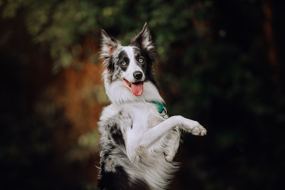 蓝山鸟色边境牧羊犬恶作剧