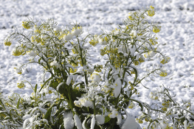 油菜花与雪