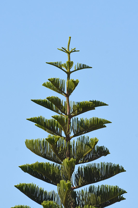 常绿松树顶