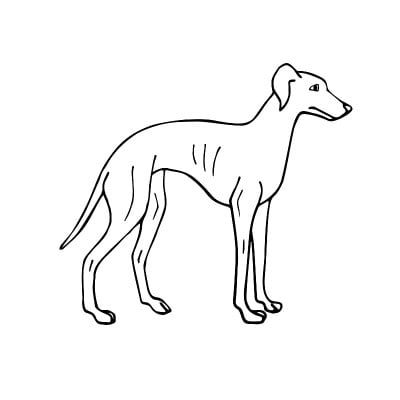 向量手绘涂鸦素描意大利灰狗