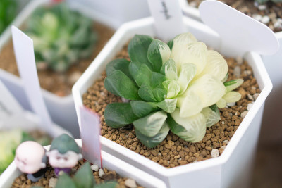 特写霍沃夏多肉或仙人掌植物在花盆中生长，选择性聚焦