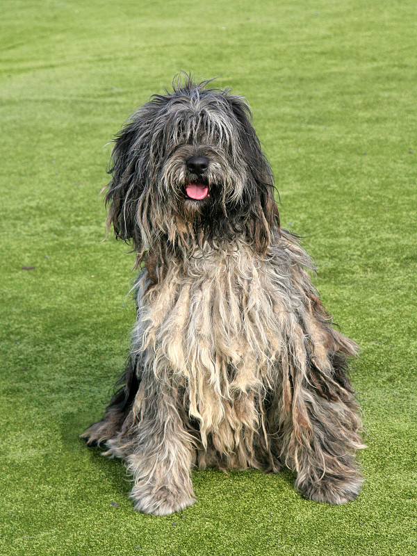 贝加马斯科牧羊犬的肖像