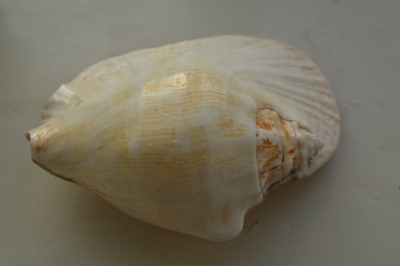 海洋的组成和海洋贝壳的特写