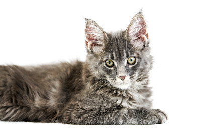 缅因猫，孤独