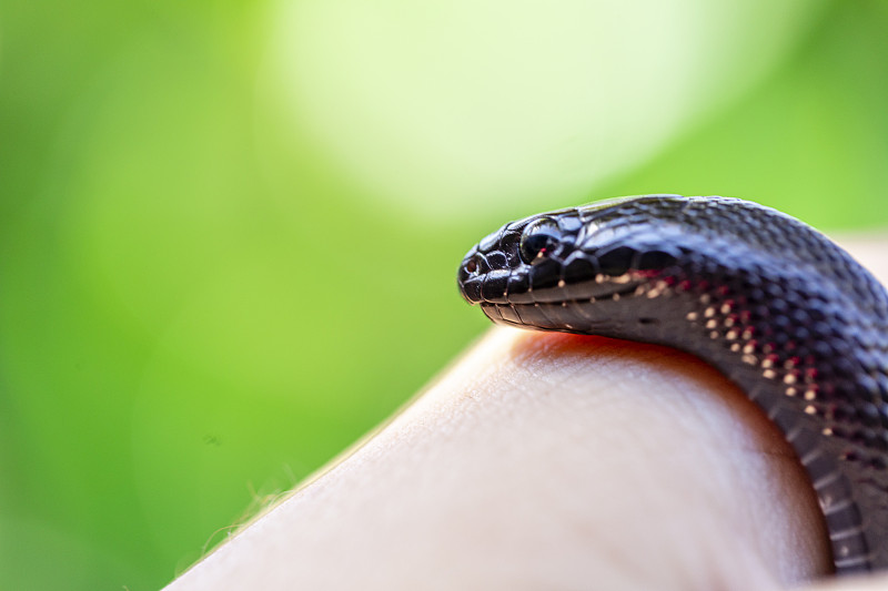 墨西哥黑王蛇(Lampropeltis getula nigrita)是较大的青色科蛇的一部分，也是