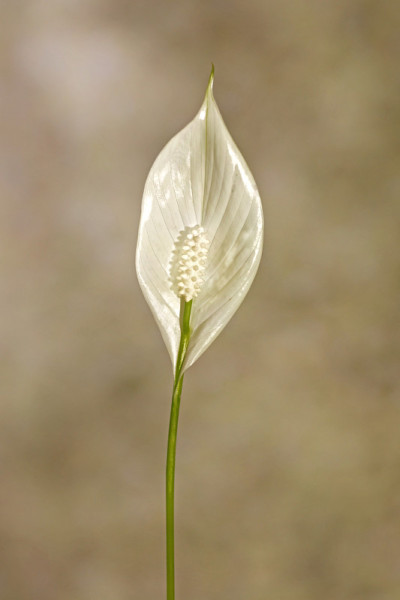 和平百合关闭