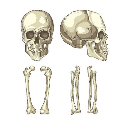 人体颅骨和骨骼的医学插图
