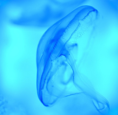 水母