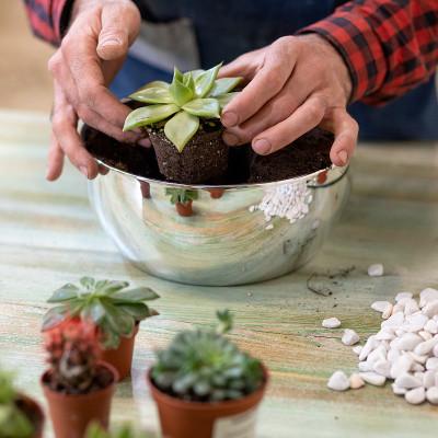 用多汁植物、仙人掌、岩石和土壤制作美丽的盆景