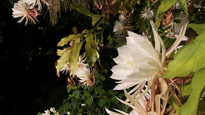 夜后白花夜盛开