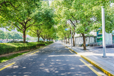 树的路