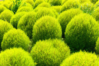 绿色kochia