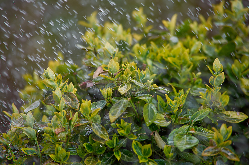 黄杨树在春天的倾盆大雨中