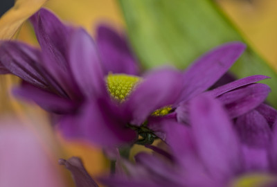 紫雏菊