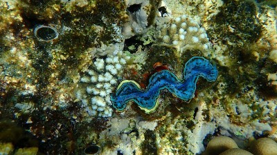 双壳贝类最大蚌或小巨蚌(最大砗磲)，生活在红海