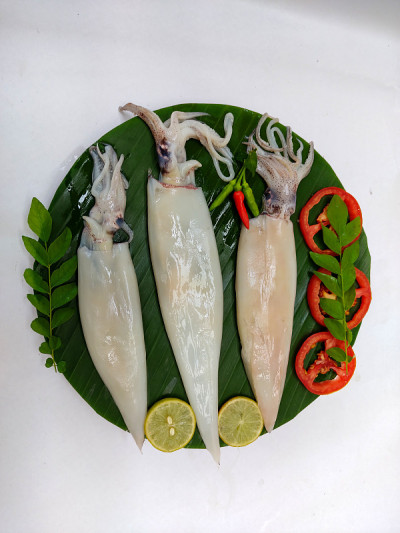 用咖喱叶、番茄、柠檬片和香草装饰的新鲜鱿鱼(Loligo Duvauceli)，在白色背景上，选择性