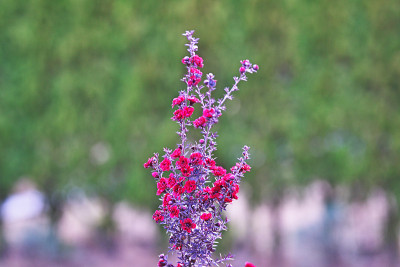 Leptospermum scoparium