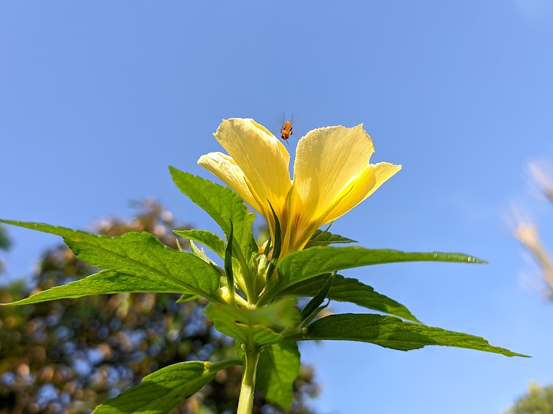 达米阿那花(Turnera diffusa)在早晨开花