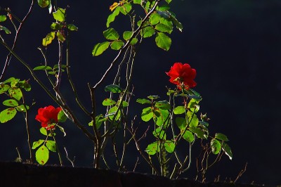 在好日子里