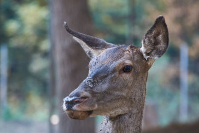 马鹿(Cervus elaphus)的女性肖像近后