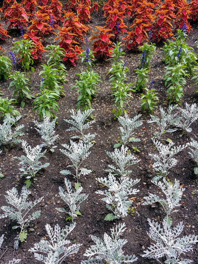 在马尼托巴省温尼伯的阿西尼博因公园的英国花园中，一排排的鲜花