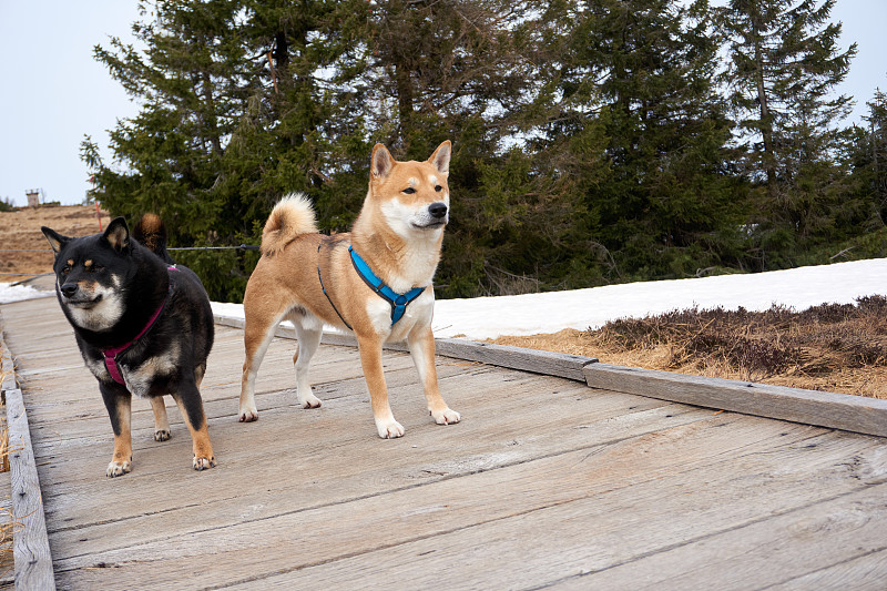 两只柴犬在木乃伊湖附近高沼地的一条乡村木板路上摆造型