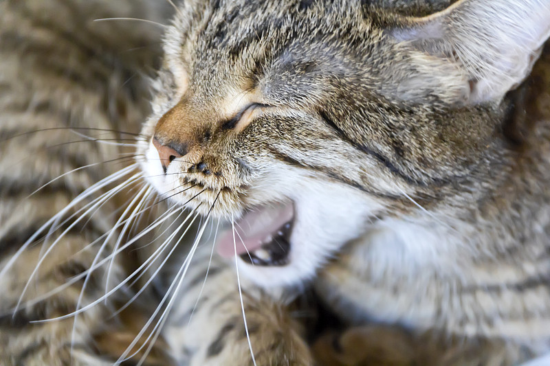 巨大的猫