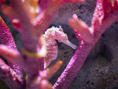 水族馆中粉红色的斑马鱼或巴伯氏海马(海马体)和粉红色的珊瑚