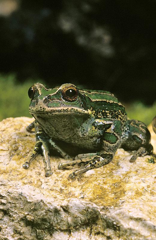 Marsupial Frog, gastrotheca riobambae, Adult stand