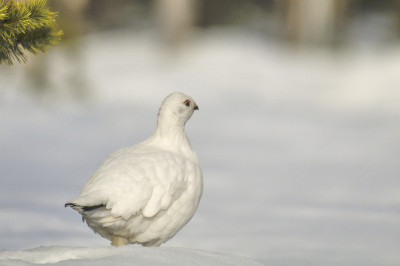 雪中柳松鸡/松鸡或红松鸡(Lagopus Lagopus)