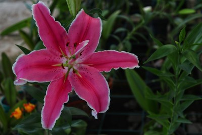 百合是一种美丽芬芳的粉红色花朵