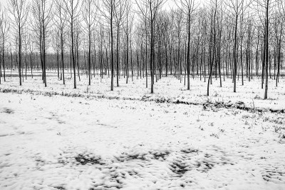 农村与雪。黑白照片