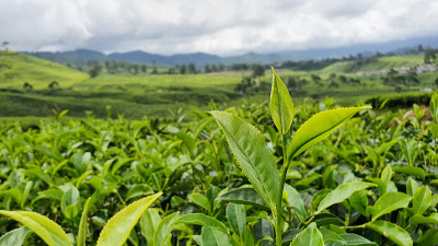 茶园