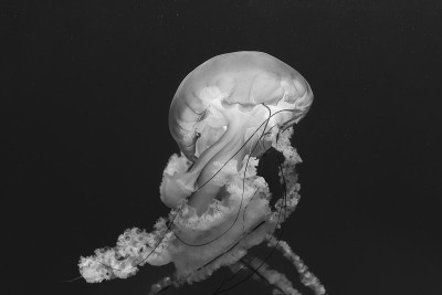 水母