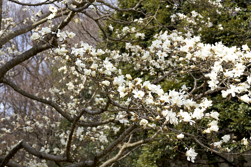 木兰花在阳光明媚的日子里开着