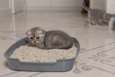 可爱的苏格兰小灰猫在一窝，缓解它的小便或大便。